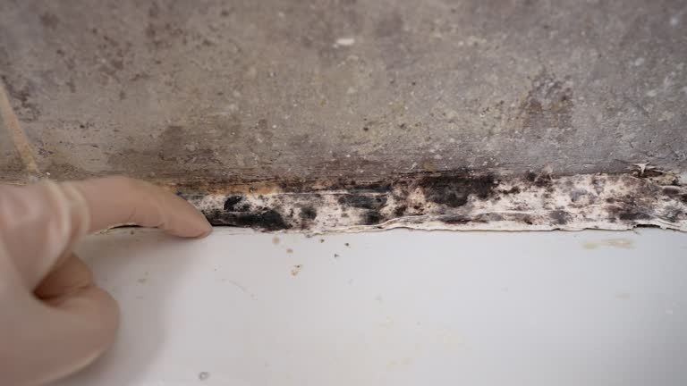 Best Commercial Mold Inspection  in Franklin, MI